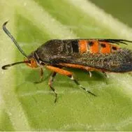 thumbnail for publication: Squash Vine Borer Melittia cucurbitae (Harris) (Insecta: Lepidoptera: Sesiidae)